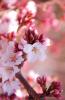 شکوفه گیلاس