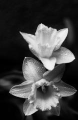 آینه‌ی نرگس 