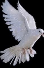 کبوتر درون تُنگ 